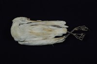 藏品(黃頭鷺)的圖片